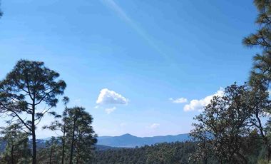 4 Hectáreas de Bosque