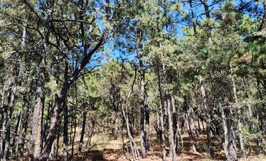 4 Hectáreas de Bosque