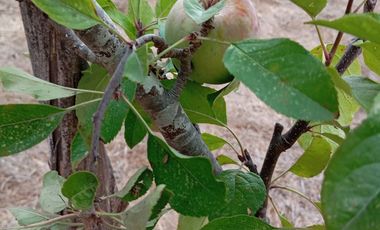 ¡Oportunidad Única en Sector Curapalihue,Camino Concepción - Florida!