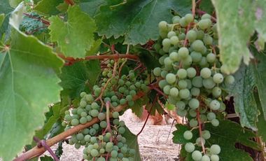 ¡Oportunidad Única en Sector Curapalihue,Camino Concepción - Florida!