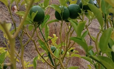 ¡Oportunidad Única en Sector Curapalihue,Camino Concepción - Florida!