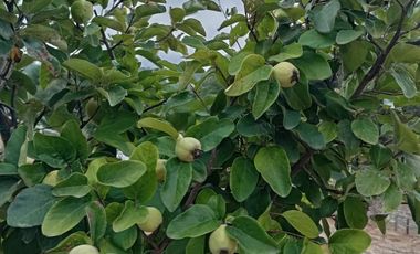 ¡Oportunidad Única en Sector Curapalihue,Camino Concepción - Florida!