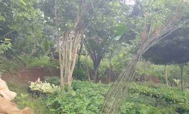 Dijual tanah kavling luas 4100 meter di tajur halang bogor