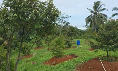 Dijual Kebun Durian Luas 4.100 m2 Cipatat Kabupaten Bandung