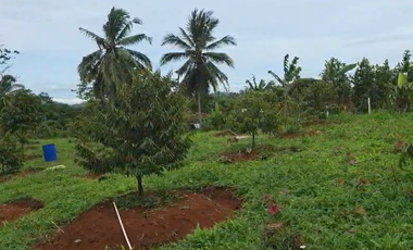 Dijual Kebun Durian Luas 4.100 m2 Cipatat Kabupaten Bandung