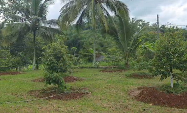 Dijual Kebun Durian Luas 4.100 m2 Cipatat Kabupaten Bandung