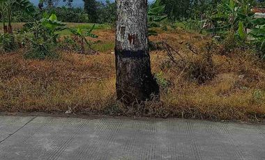 tanah pusat ekonomi Kesesi jalan raya