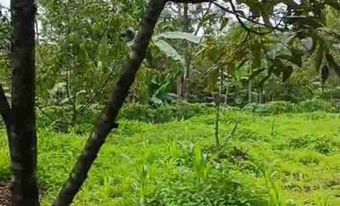 kebun durian alpukat dan petay murah