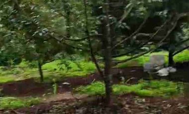 kebun durian alpukat dan petay murah