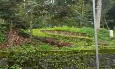 kebun durian alpukat dan petay murah