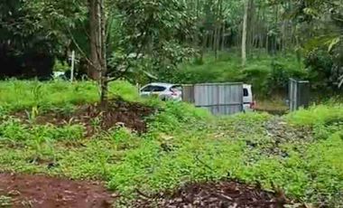 kebun durian alpukat dan petay murah