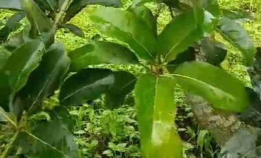 kebun durian alpukat dan petay murah