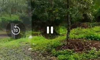 kebun durian alpukat dan petay murah