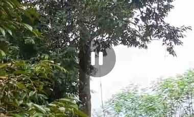 kebun durian alpukat dan petay murah