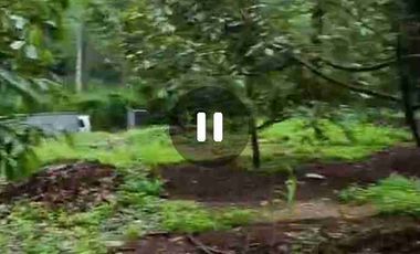 kebun durian alpukat dan petay murah