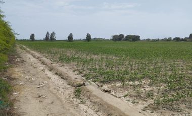 VENTA DE TERRENO EN CHINCHA CON 29 LOTES INDEPENDIZADOS