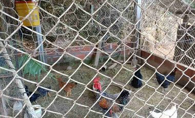 VENDO PARCELA EN ARATOCA VEREDA SAN ANTONIO 4 HECTAREAS Y MEDIA