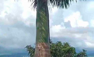 🔥 Frente a Laguna Azul: terreno estratégico en Sauce para proyecto turístico