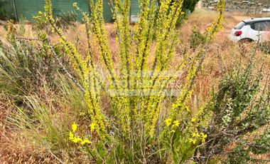 SE VENDE TERRENO AGRÍCOLA EN COQUIMBO