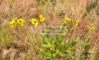 SE VENDE TERRENO AGRÍCOLA EN COQUIMBO