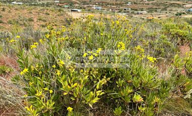 SE VENDE TERRENO AGRÍCOLA EN COQUIMBO
