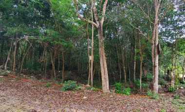 TERRENOS EN VENTA EN TULUM COBÁ