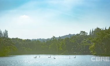 Swan Lake Khao Yai (2164)