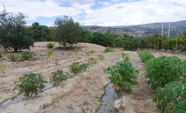 Terreno en Venta de 16.200 m² en Ambuquí – Frente a la Panamericana (79 metros de frente)