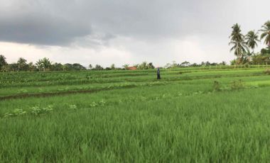 Sawah Produktif Murah,Pinggir Jln Aktif