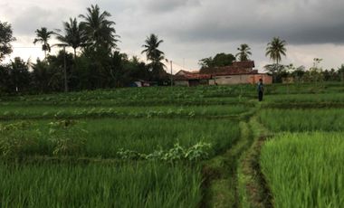 Sawah Produktif Murah,Pinggir Jln Aktif