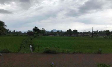 Sawah Produktif Murah,Pinggir Jln Aktif