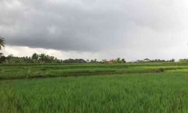 Sawah Produktif Murah,Pinggir Jln Aktif