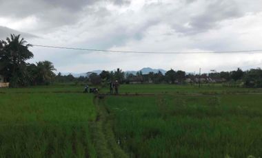 Sawah Produktif Murah,Pinggir Jln Aktif