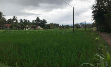 Sawah Produktif Murah,Pinggir Jln Aktif