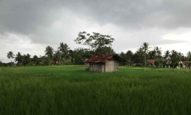 Sawah Produktif Murah,Pinggir Jln Aktif