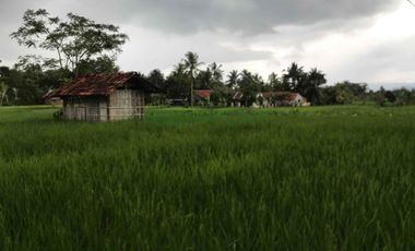 Sawah Produktif Murah,Pinggir Jln Aktif