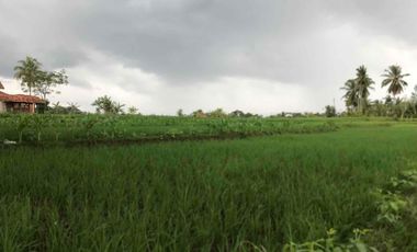 Sawah Produktif Murah,Pinggir Jln Aktif