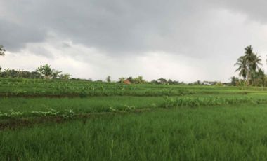 Sawah Produktif Murah,Pinggir Jln Aktif
