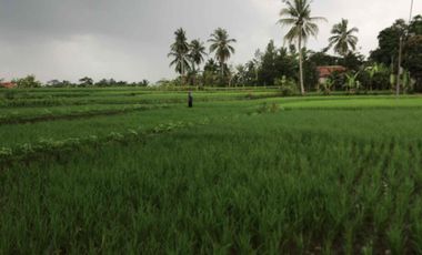 Sawah Produktif Murah,Pinggir Jln Aktif
