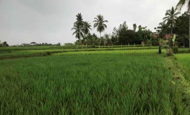 Sawah Produktif Murah,Pinggir Jln Aktif