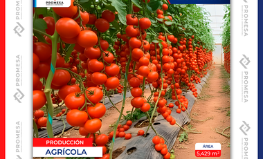 TERRENO EN VENTA - SALCEDO, Patain sector Ulivi, Ecuador