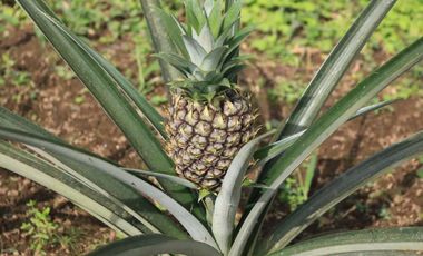 VENDO TERRENO ESQUINERO HERMOSA VISTA, URB CASCADA AZUL