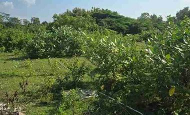 dijual tanah 4960m² IDR 275 juta per are dekat poltekpar Bali STP nusa dua