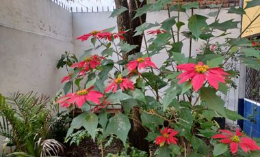 HERMOSA PROPIEDAD DE DOS DEPARTAMENTOS Y UNA CASITA RUSTICA EN EL JARDIN.