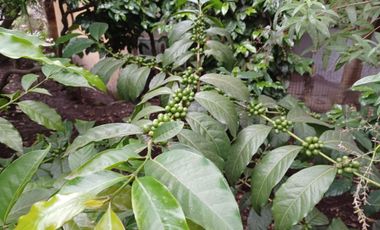 HERMOSA PROPIEDAD DE DOS DEPARTAMENTOS Y UNA CASITA RUSTICA EN EL JARDIN.
