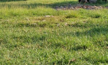 Venta Parcela /Habitacional//Comercial