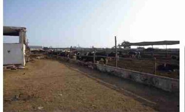 VENTA DE TERRENO DE 15,150 mts2-FUNDO SANTA GENOVEVA-LURIN