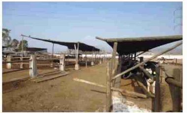 VENTA DE TERRENO DE 15,150 mts2-FUNDO SANTA GENOVEVA-LURIN
