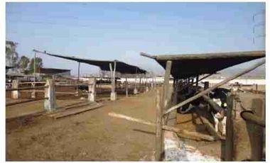 VENTA DE TERRENO DE 15,150 mts2-FUNDO SANTA GENOVEVA-LURIN