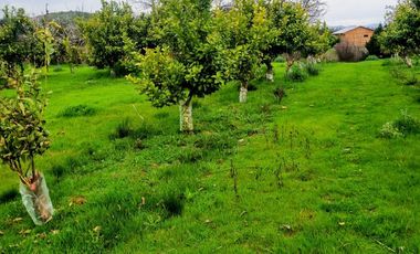 Parcela de Agrado en Pihuchén Alto – Comuna de Marchigüe